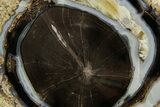 Petrified Wood (Schinoxylon) Round - Blue Forest, Wyoming #377574-1